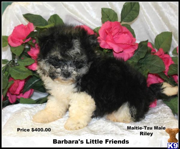 Mixed Breed Puppies